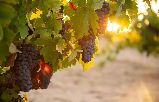 Uvas Tempranillo Tinta de Toro madurando en la vid al amanecer en el viñedo de Bodega Numanthia, destacando las condiciones de cultivo ideales en la región de Toro, España