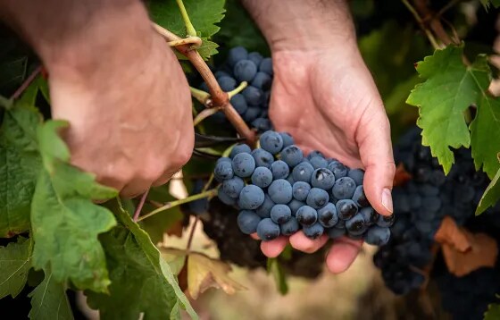  Primer plano de manos cosechando con cuidado un racimo de uvas Tinta de Toro en el viñedo de Bodega Numanthia, demostrando las prácticas tradicionales de vinificación en la región de Toro