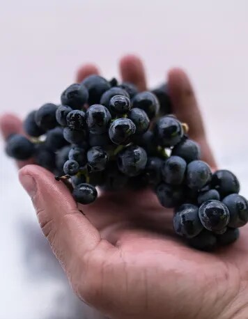 Mano sosteniendo un racimo de uvas negras recién cosechadas de la variedad Tempranillo Tinta de Toro, utilizadas en la producción de vino tinto en Bodega Numanthia.
