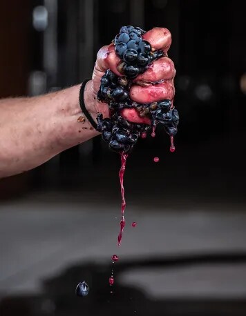 Exprimiendo un puñado de uvas maduras de Tinta de Toro, con un jugo rojo vibrante fluyendo, simbolizando el intenso sabor y carácter de los vinos tintos de Bodega Numanthia