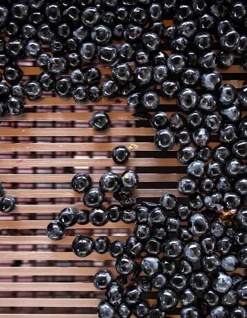 Uvas recién cosechadas de Tempranillo Tinta de Toro siendo seleccionadas en una mesa, listas para la fermentación, destacando el proceso de selección de calidad en Bodega Numanthia.