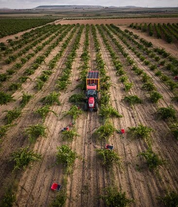 Vista aérea de un tractor trabajando entre las hileras del viñedo de Bodega Numanthia durante la temporada de vendimia en la región de Toro, España.