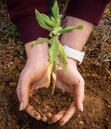 Primer plano de manos plantando una plántula de vid en el suelo fértil del viñedo de Bodega Numanthia, simbolizando las prácticas de viticultura sostenible en la región de Toro, España