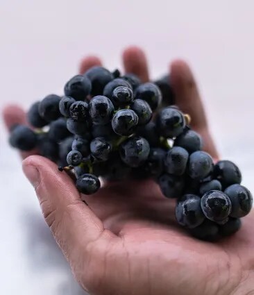 Close-up of a hand holding freshly harvested Tinta de Toro grapes, emphasizing the quality of the Bodega Numanthia vineyard's produce in the Toro region.