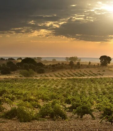 Vista panorámica del viñedo de Bodega Numanthia al atardecer, con exuberantes viñas que se extienden por las colinas onduladas de la región de Toro, destacando la belleza natural del terroir español.