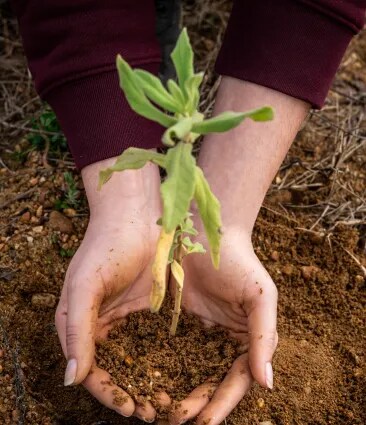 Primer plano de manos plantando una plántula de vid en el suelo fértil del viñedo de Bodega Numanthia, simbolizando las prácticas de viticultura sostenible en la región de Toro, España