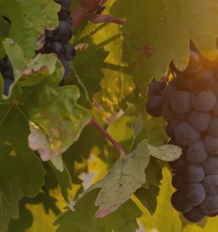 Cluster of Tinta de Toro grapes hanging on the vine at sunset in the Bodega Numanthia vineyards, highlighting the natural beauty and ideal growing conditions of the Toro region