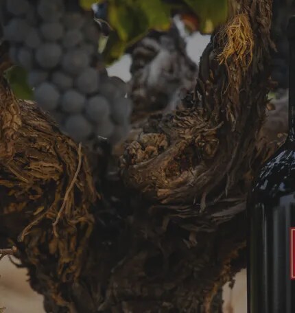 Botellas de vino de Bodega Numanthia expuestas junto a vides antiguas en la región de Toro, destacando la conexión entre el patrimonio del viñedo y sus vinos premium.