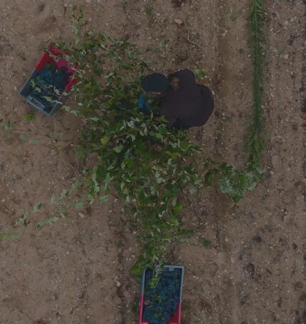 Aerial view of workers hand-picking red wine grapes in the sustainable vineyards of Bodega Numanthia, located in the Toro region of Spain.