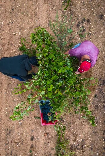 Vista cenital de los vendimiadores cosechando a mano uvas de Tinta de Toro en el viñedo de Bodega Numanthia, destacando el cuidado manual en el proceso de elaboración del vino.
