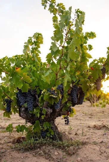 Primer plano de una vid antigua con uvas maduras de Tinta de Toro en el viñedo de Bodega Numanthia, representando las raíces profundas y la resistencia de las vides en la región de Toro.