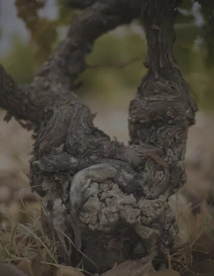 Close-up of an ancient vine in the Toro region, showcasing the rugged beauty and rich history of Bodega Numanthia's vineyards