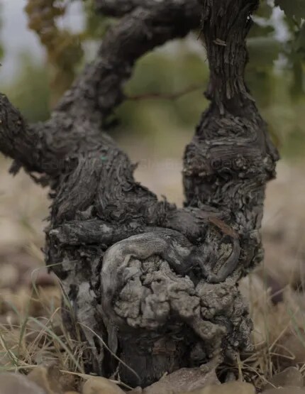 Close-up of an ancient vine in the Toro region, showcasing the rugged beauty and rich history of Bodega Numanthia's vineyards