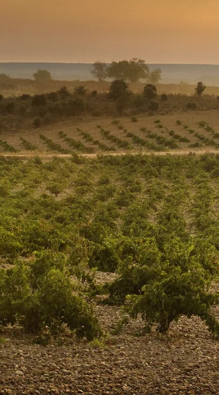Expansive view of the Spanish Vineyard in the Toro region at sunset, showcasing the lush vines at Bodega Numanthia, renowned for producing the Tinta de Toro grape variety.