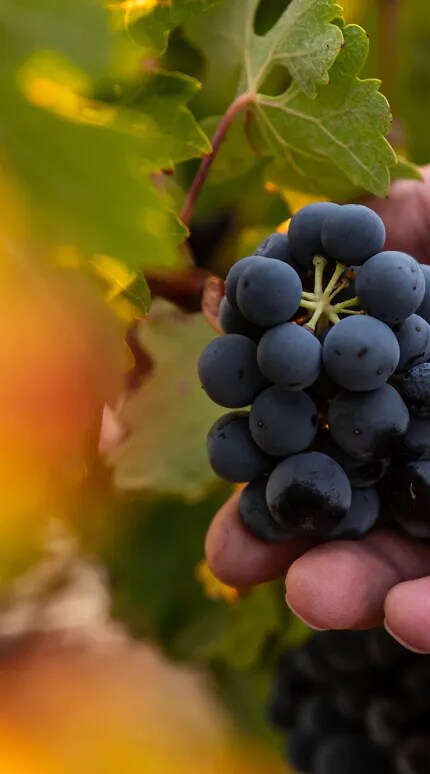 A hand holding a Tinta de Toro grape variety from the Toro Region 
