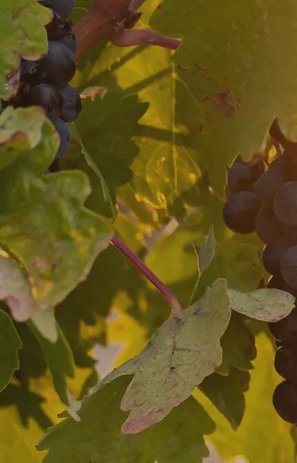 Close-up of Tinta de Toro grapes on the vine at sunset in Bodega Numanthia's vineyard, showcasing the rich color and ideal growing conditions in the Toro region.