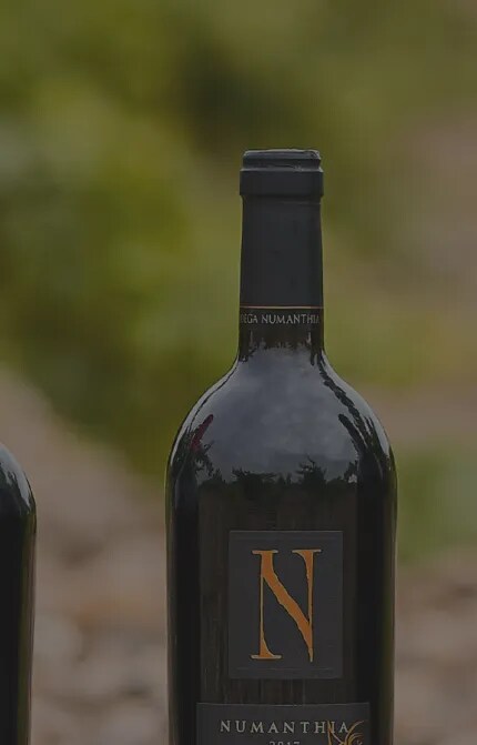 Botellas de vino Termes, Numanthia y Termanthia entre viñedos en la región de Toro, destacando la calidad de los vinos tintos españoles de Bodega Numanthia elaborados con uvas Tinta de Toro.