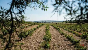 Vineyards from Bodega Numanthia